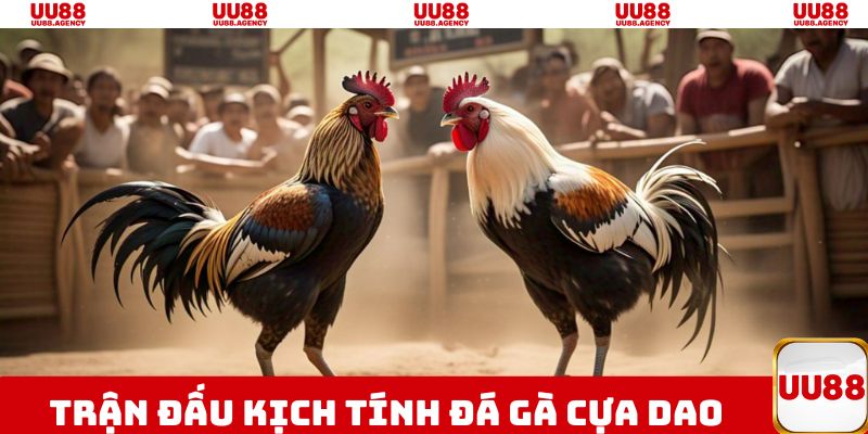 Đá gà cựa dao mang tới những kèo cược chất lượng cao