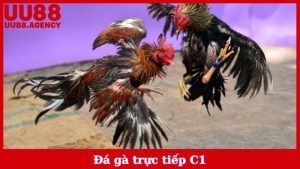 Đá Gà Trực Tiếp C1