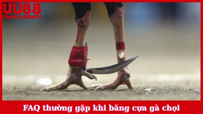 FAQ thường gặp khi băng cựa gà chọi