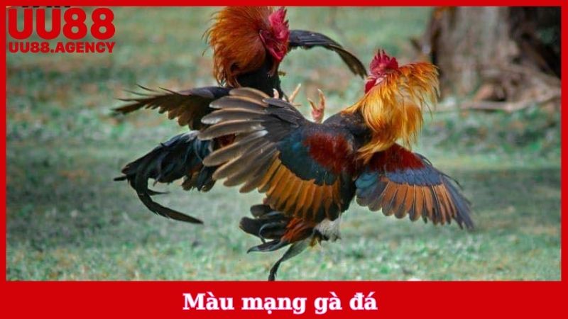 Màu Mạng Gà Đá