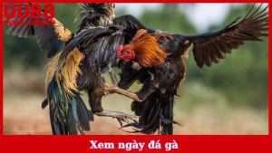 Xem Ngày Đá Gà